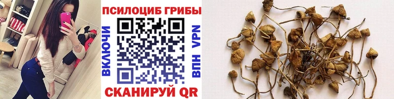 Псилоцибиновые грибы Psilocybe  Купить закладки  Борзя 